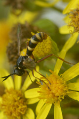 Conops quadrifasciatus