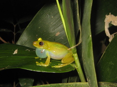 Boana cinerascens