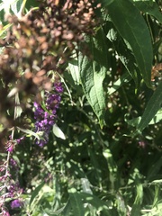 Buddleja