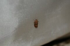 Cydia latiferreana