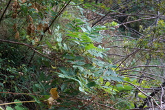 Rhus coriaria