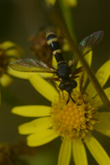 Conops quadrifasciatus