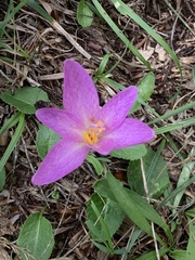 Colchicum lusitanum