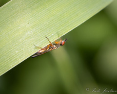 Diptera