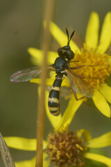 Conops quadrifasciatus