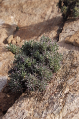 Othonna euphorbioides