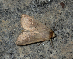 Mythimna ferrago