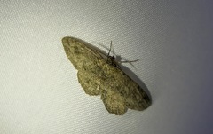 Melanolophia canadaria
