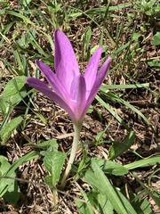 Colchicum lusitanum