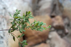 Spiraea hypericifolia
