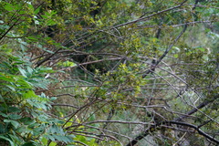 Spiraea hypericifolia