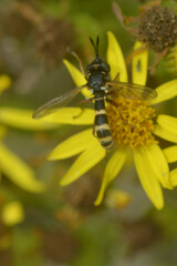 Conops quadrifasciatus