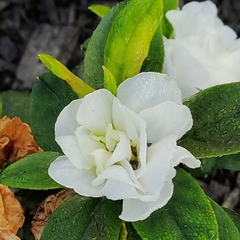 Angiospermae
