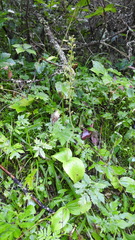 Neottia ovata