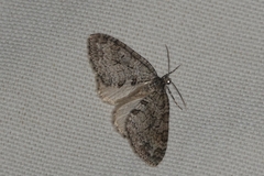 Nothocasis sertata