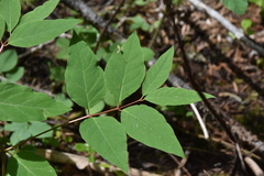 Apocynum × floribundum