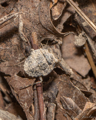 Gelastocoris oculatus