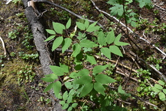 Apocynum × floribundum