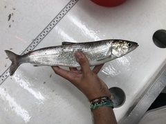 Coregonus artedi
