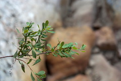 Spiraea hypericifolia