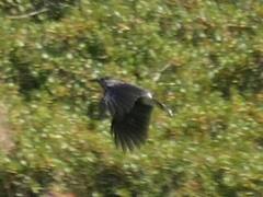 Nucifraga caryocatactes