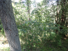 Quercus chrysolepis