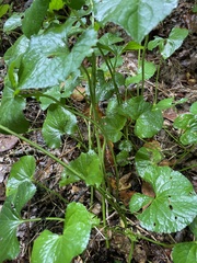 Asarum