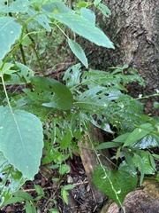 Persicaria virginiana