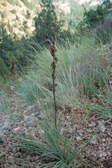 Asphodeline lutea