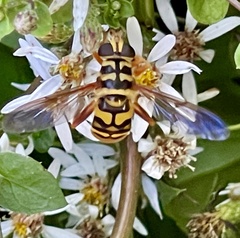 Milesia virginiensis