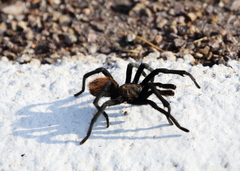 Aphonopelma