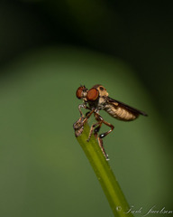 Holcocephala
