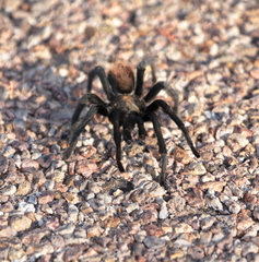 Aphonopelma