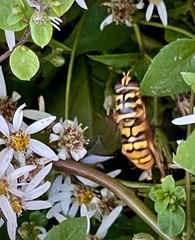 Milesia virginiensis