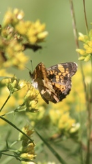 Phyciodes tharos