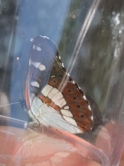 Limenitis reducta