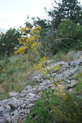 Ferulago galbanifera