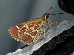 Amblyscirtes aesculapius