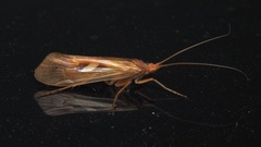 Limnephilus rhombicus