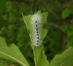 Lophocampa caryae