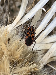 Spilostethus saxatilis