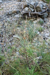 Salvia scabiosifolia