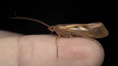 Limnephilus rhombicus