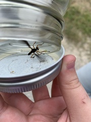 Diogmites platypterus