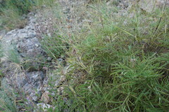 Salvia scabiosifolia