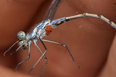 Arrenurus