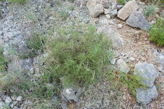 Salvia scabiosifolia