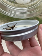 Diogmites platypterus