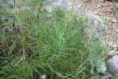 Salvia scabiosifolia