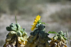 Papilionoidea
